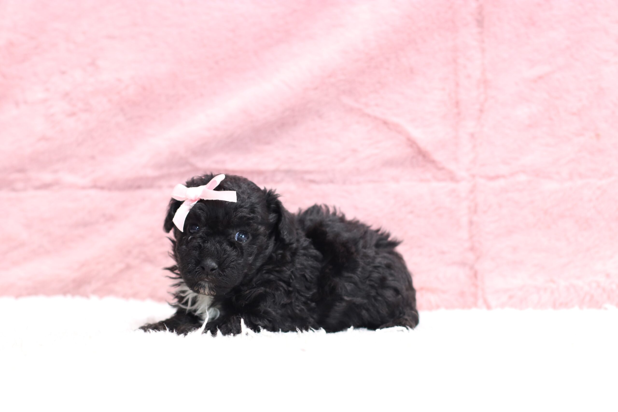 Judie Miniature Poodle | The Puppy Lodge