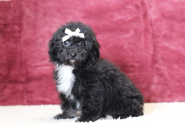 0520d-Judie-mini-poodle-puppy-The-Puppy-Lodge-scaled.jpg