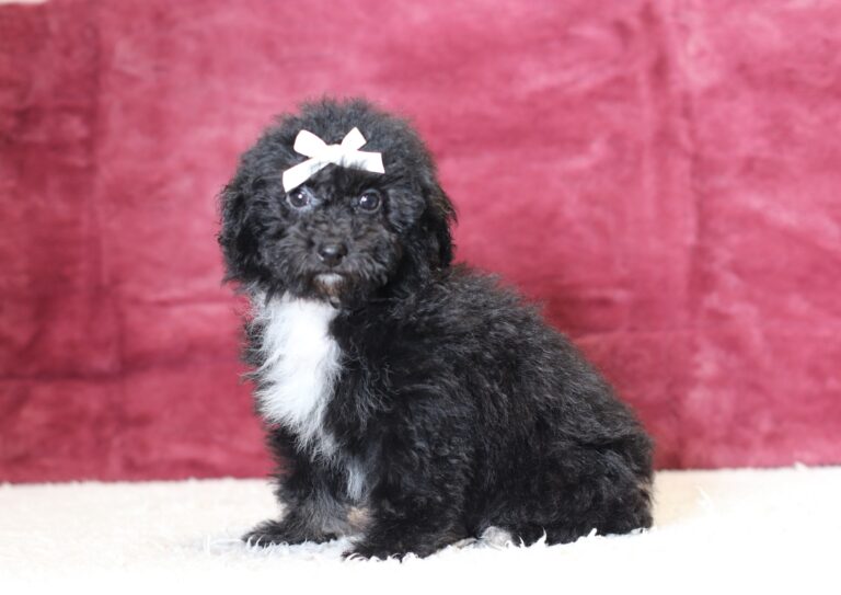 0520d-Judie-mini-poodle-puppy-The-Puppy-Lodge-scaled.jpg