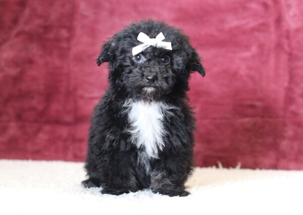0520dd-Judie-mini-poodle-puppy-The-Puppy-Lodge-scaled.jpg