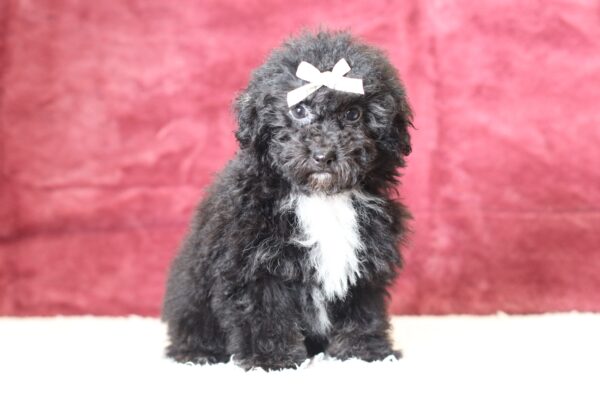 0520ddd-Judie-mini-poodle-puppy-The-Puppy-Lodge-scaled.jpg