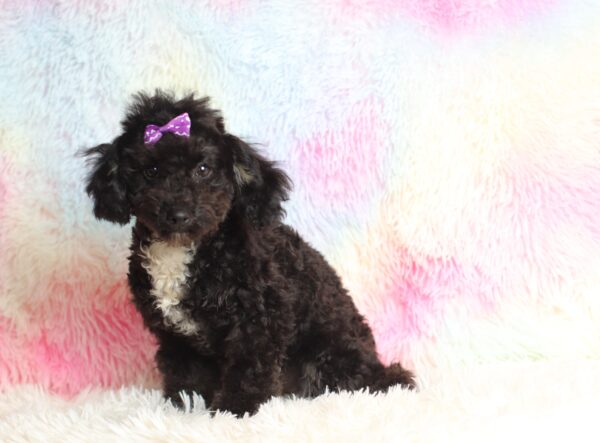 0520fff-Judie-mini-poodle-The-Puppy-Lodge-scaled.jpg