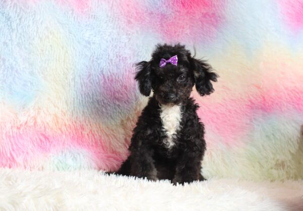 0520ff-Judie-mini-poodle-The-Puppy-Lodge-scaled.jpg