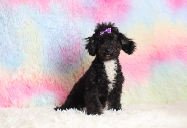0520f-Judie-mini-poodle-The-Puppy-Lodge-scaled.jpg