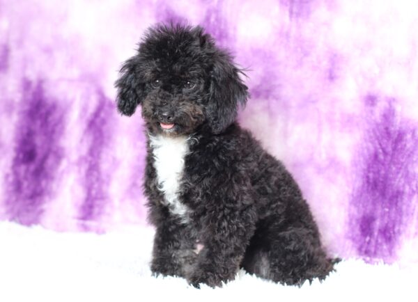 0520g-Judie-mini-poodle-puppy-The-Puppy-Lodge-scaled.jpg