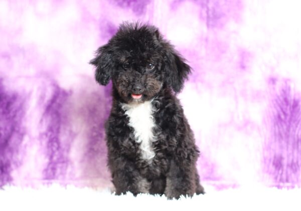 0520gg-Judie-mini-poodle-puppy-The-Puppy-Lodge-scaled.jpg