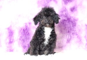 0520ggg-Judie-mini-poodle-puppy-The-Puppy-Lodge-scaled.jpg