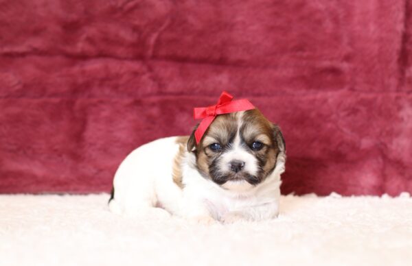 0525a-Adora-teddy-bear-puppy-The-Puppy-Lodge-scaled.jpg