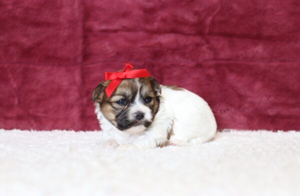 0525aaa Adora teddy bear puppy -The Puppy Lodge.JPG