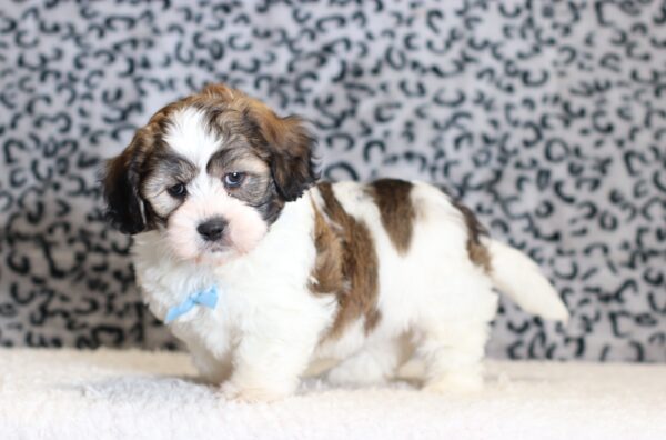 0526b-Sherlock-Teddy-Bear-puppy-The-Puppy-Lodge-scaled.jpg