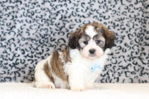 0526bb-Sherlock-Teddy-Bear-puppy-The-Puppy-Lodge-scaled.jpg