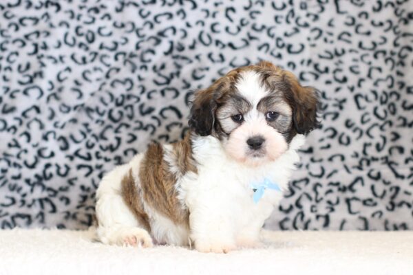 0526bb-Sherlock-Teddy-Bear-puppy-The-Puppy-Lodge-scaled.jpg