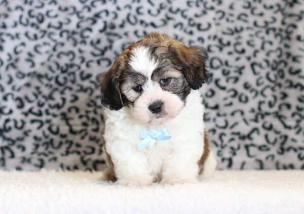 0526bbb-Sherlock-Teddy-Bear-puppy-The-Puppy-Lodge-scaled.jpg