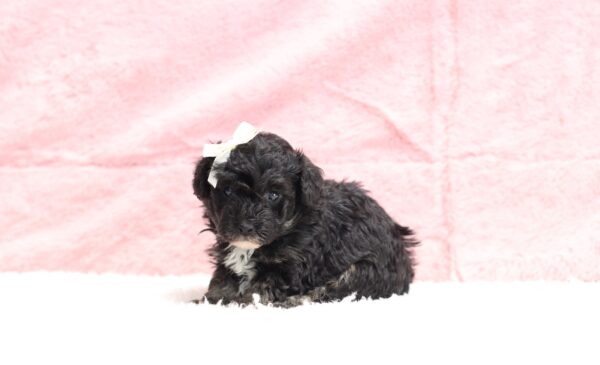 0530a-Jaclyn-mini-poodle-The-Puppy-Lodge-scaled.jpg