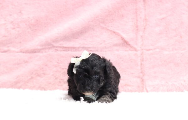 0530aa-Jaclyn-mini-poodle-The-Puppy-Lodge-scaled.jpg