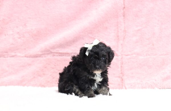 0530aaa-Jaclyn-mini-poodle-The-Puppy-Lodge-scaled.jpg