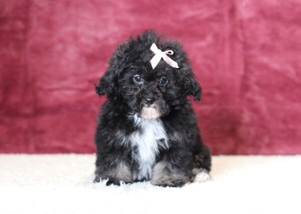 0530d-Jaclyn-mini-poodle-The-Puppy-Lodge-scaled.jpg