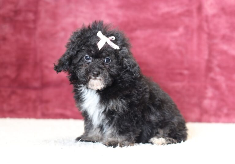 0530dd-Jaclyn-mini-poodle-The-Puppy-Lodge-scaled.jpg