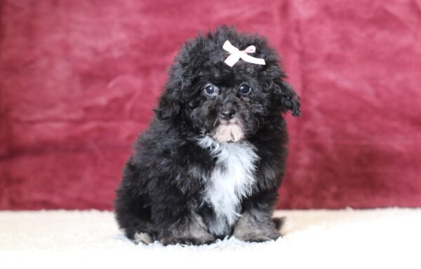 0530ddd-Jaclyn-mini-poodle-The-Puppy-Lodge-scaled.jpg