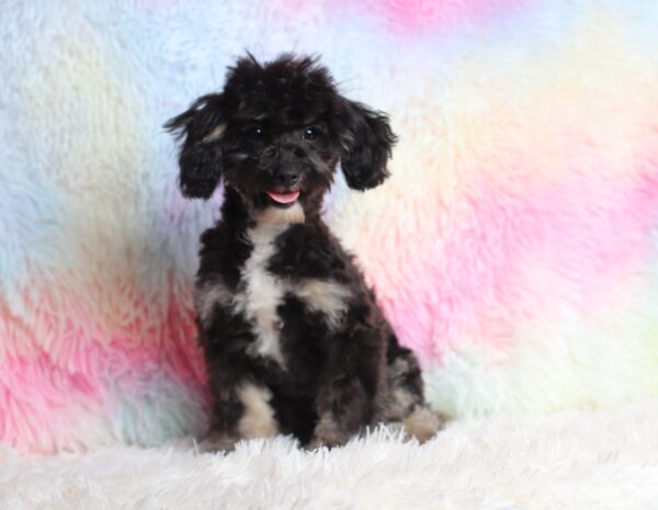 0530ff-Jaclyn-mini-poodle-The-Puppy-Lodge-scaled.jpg