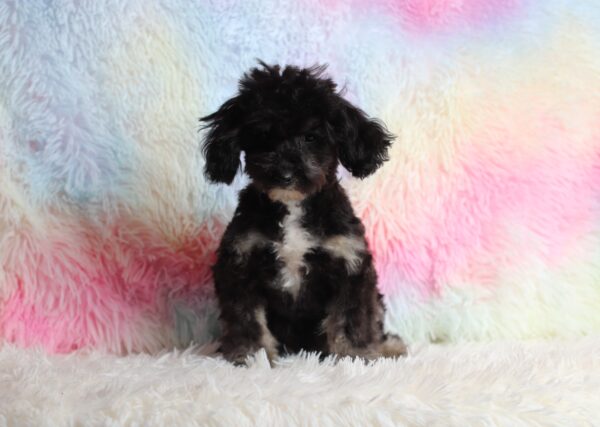 0530fff-Jaclyn-mini-poodle-The-Puppy-Lodge-scaled.jpg