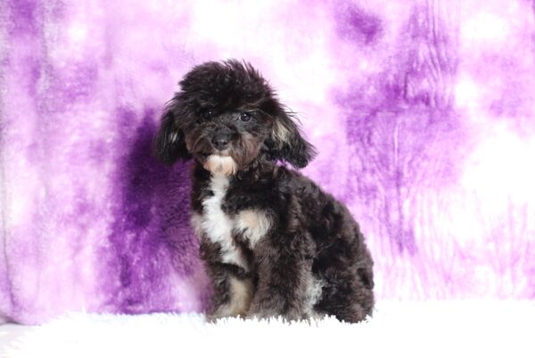 0530g-Jaclyn-mini-poodle-The-Puppy-Lodge-scaled.jpg