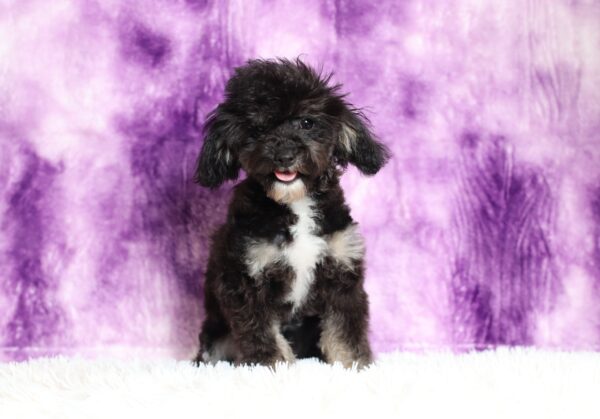 0530gg-Jaclyn-mini-poodle-The-Puppy-Lodge-scaled.jpg