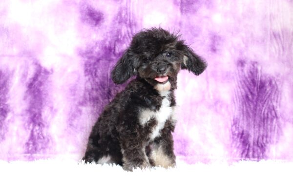 0530ggg-Jaclyn-mini-poodle-The-Puppy-Lodge-scaled.jpg