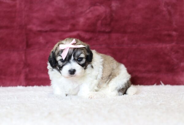 0537a-Paisley-Teddy-Bear-puppy-The-Puppy-Lodge-scaled.jpg