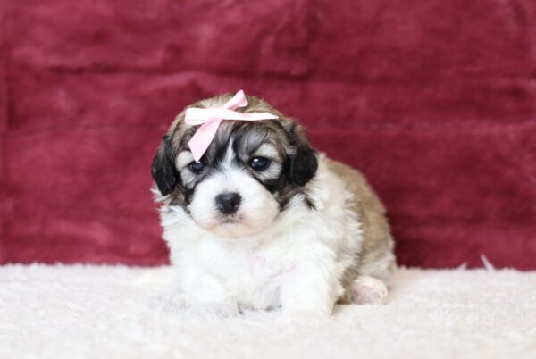 0537aa-Paisley-Teddy-Bear-puppy-The-Puppy-Lodge-scaled.jpg