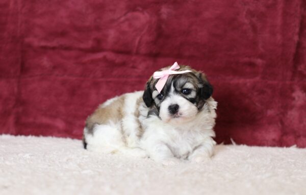0537aaa-Paisley-Teddy-Bear-puppy-The-Puppy-Lodge-scaled.jpg