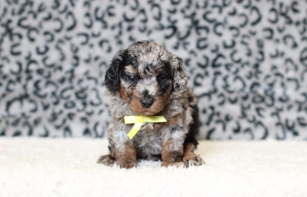 0538a-Logan-mini-poodle-The-Puppy-Lodge-scaled.jpg