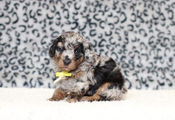 0538aa-Logan-mini-poodle-The-Puppy-Lodge-scaled.jpg