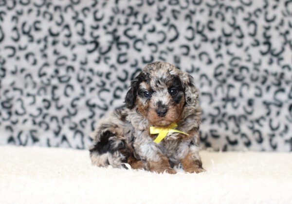 0538aaa-Logan-mini-poodle-The-Puppy-Lodge-scaled.jpg