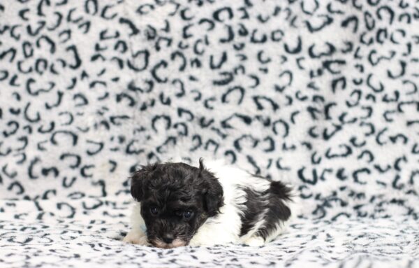 0541a-Jarod-mini-poodle-puppy-The-Puppy-Lodge-scaled.jpg