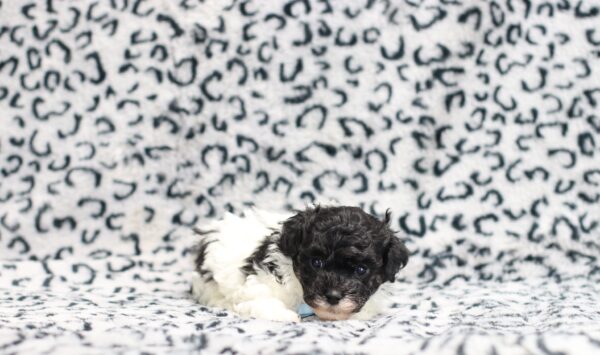 0541aa-Jarod-mini-poodle-puppy-The-Puppy-Lodge-scaled.jpg