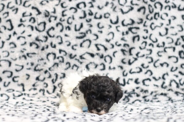 0541aaa-Jarod-mini-poodle-puppy-The-Puppy-Lodge-scaled.jpg