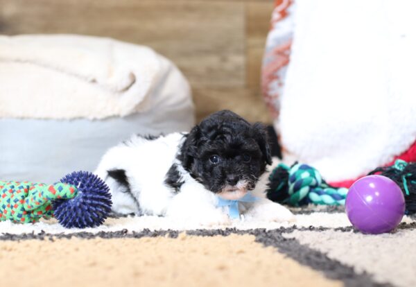 0541b-Jarod-mini-poodle-puppy-The-Puppy-Lodge-scaled.jpg