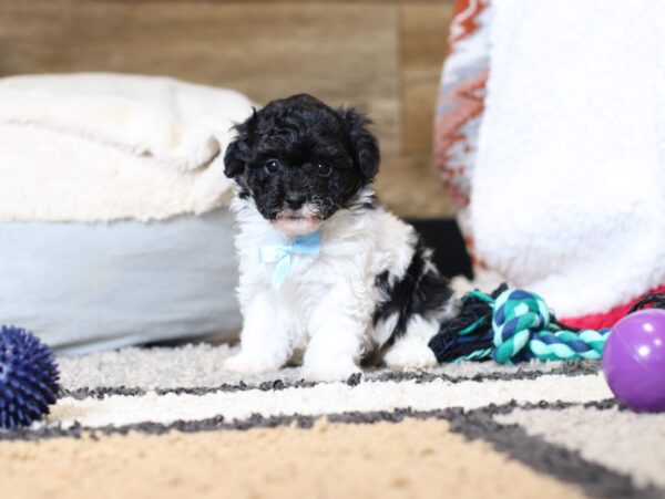 0541bb-Jarod-mini-poodle-puppy-The-Puppy-Lodge-scaled.jpg