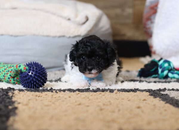 0541bbb-Jarod-mini-poodle-puppy-The-Puppy-Lodge-scaled.jpg