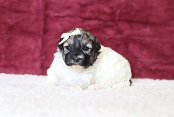 0542a-Amelia-Teddy-Bear-puppy-The-Puppy-Lodge-scaled.jpg