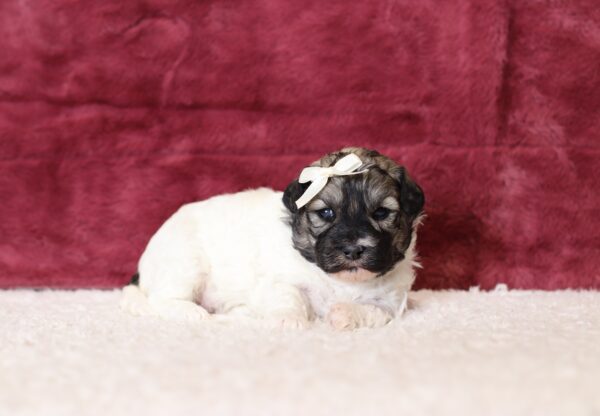 0542aa-Amelia-Teddy-Bear-puppy-The-Puppy-Lodge-scaled.jpg