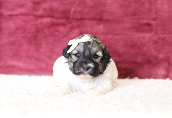 Amelia-Teddy Bear puppy -The Puppy Lodge