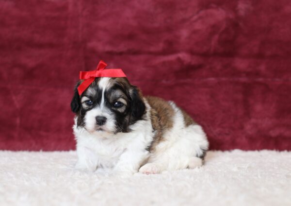 0546a-Pamela-Teddy-Bear-puppy-The-Puppy-Lodge-scaled.jpg