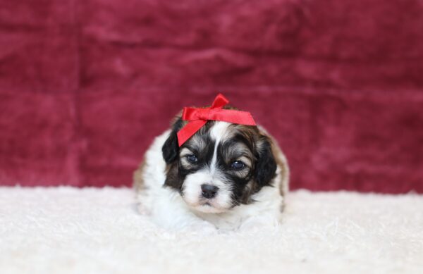 0546aa-Pamela-Teddy-Bear-puppy-The-Puppy-Lodge-scaled.jpg