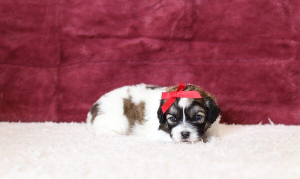 0546aaa Pamela-Teddy Bear puppy -The Puppy Lodge.JPG