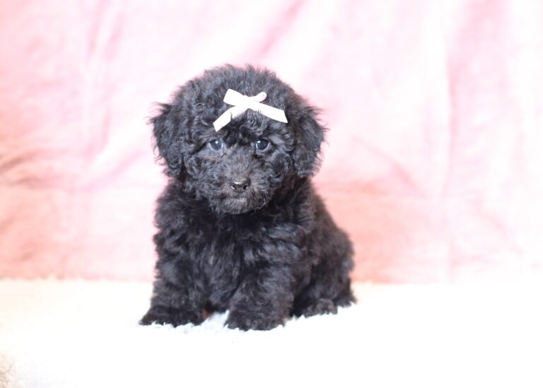 0547bLucy mini poodle puppy -The Puppy Lodge.JPG