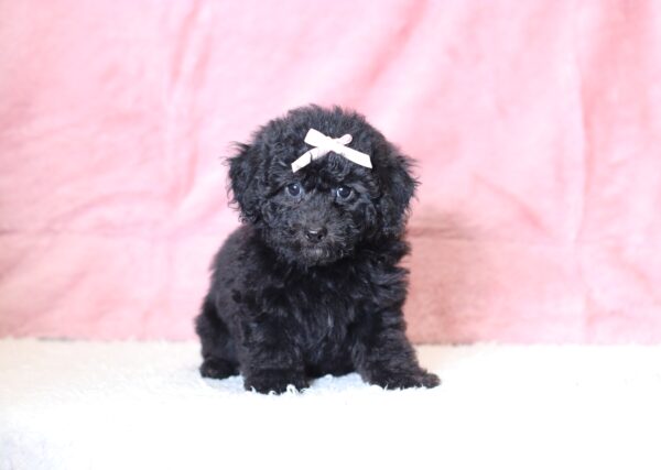 0547bbLucy-mini-poodle-puppy-The-Puppy-Lodge-scaled.jpg
