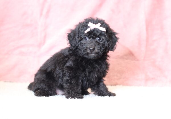 0547bbbLucy-mini-poodle-puppy-The-Puppy-Lodge-scaled.jpg
