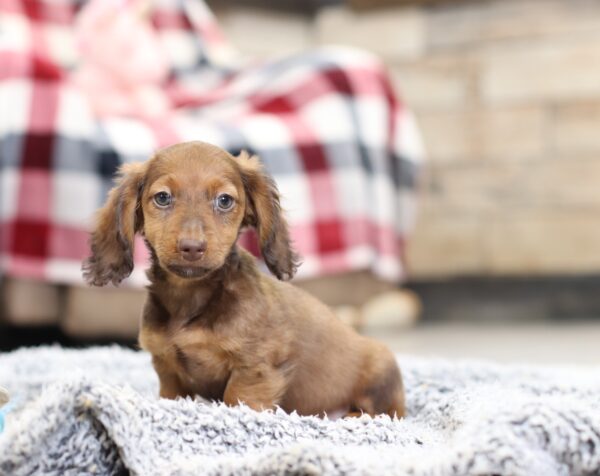 2846b-Harley-dachshund-puppy-The-Puppy-Lodge-scaled.jpg